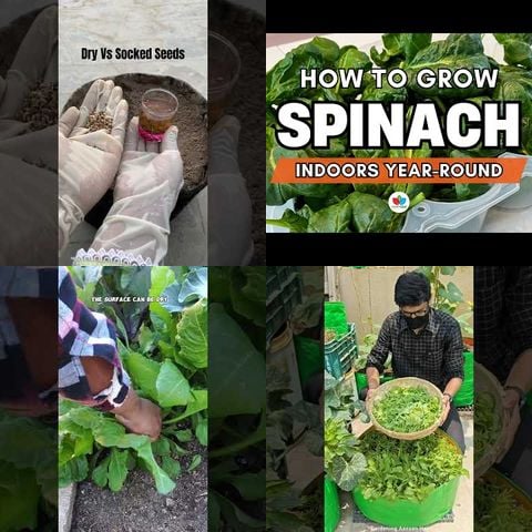 How to Grow Spinach thumbnail