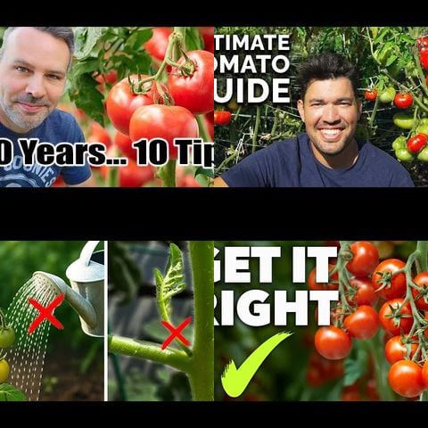 How to Grow Tomatoes thumbnail