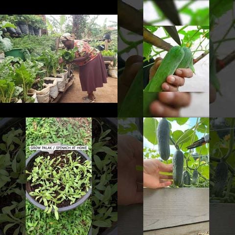 How to Grow Vegetables at Home thumbnail
