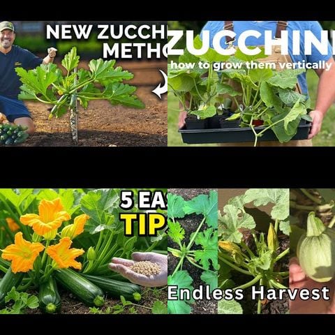 How to Grow Zucchini thumbnail