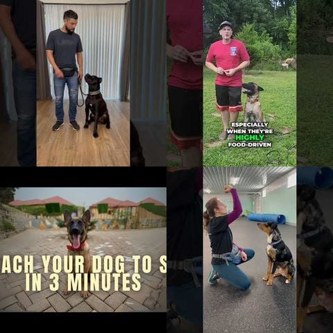 How to Train a Dog to Sit thumbnail