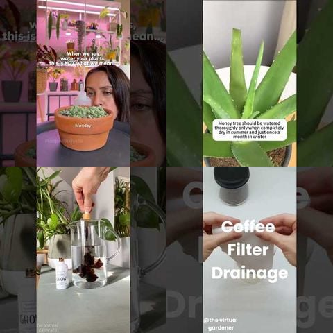 How to Water Houseplants Properly thumbnail