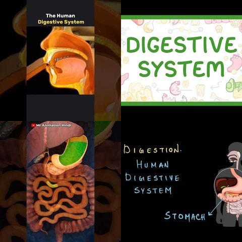 How Your Digestive System Works thumbnail