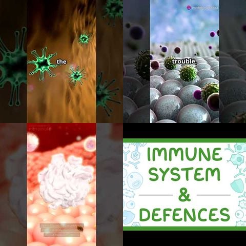 How Your Immune System Works thumbnail