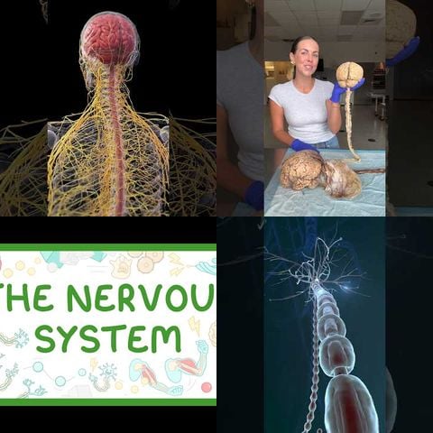 How Your Nervous System Works thumbnail