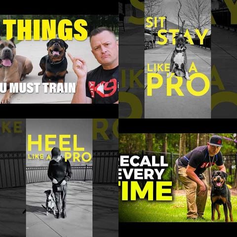 Pet Training Tips for Dogs - experiments-hacks thumbnail