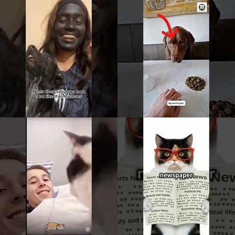 Pets Acting Like Humans thumbnail
