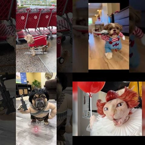 Pets Wearing Costumes thumbnail