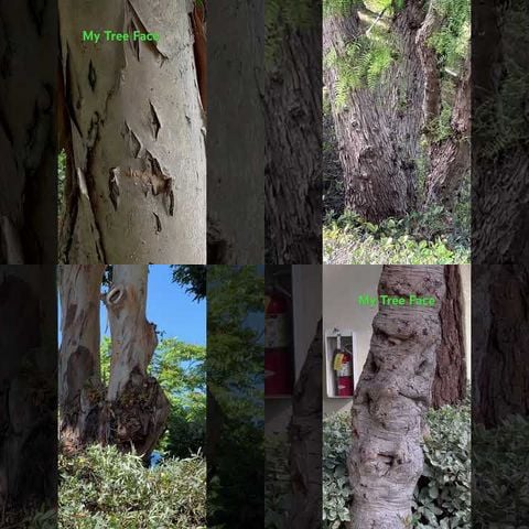 Plants That Look Like Other Things thumbnail