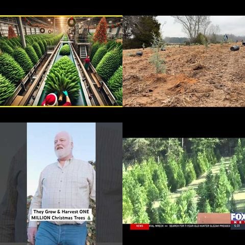 Professional Christmas Tree Farmers thumbnail