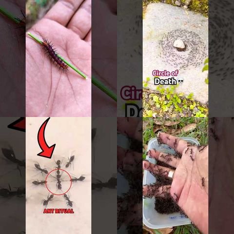 Strange Insects and Their Behaviors thumbnail