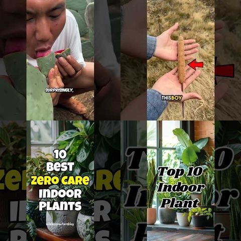 Strange Plants with Unique Properties thumbnail