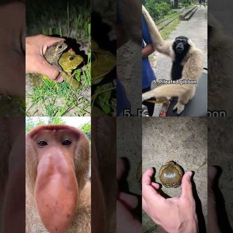 Strange Sounds Captured in Nature thumbnail