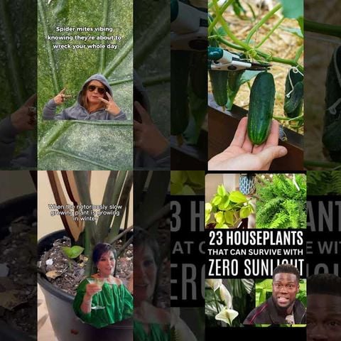Strange Trellis Designs thumbnail