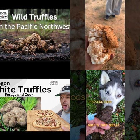 Underground Mushroom Foraging Culture thumbnail