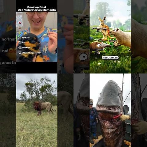 Weirdest Animal Behaviors Documented thumbnail